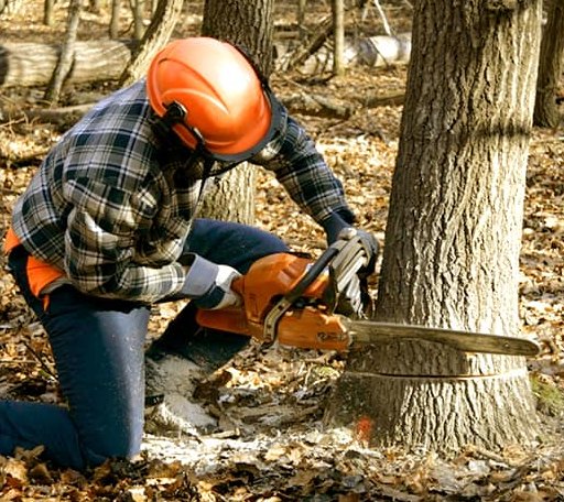 Tree Removal in Kingston Mines, IL